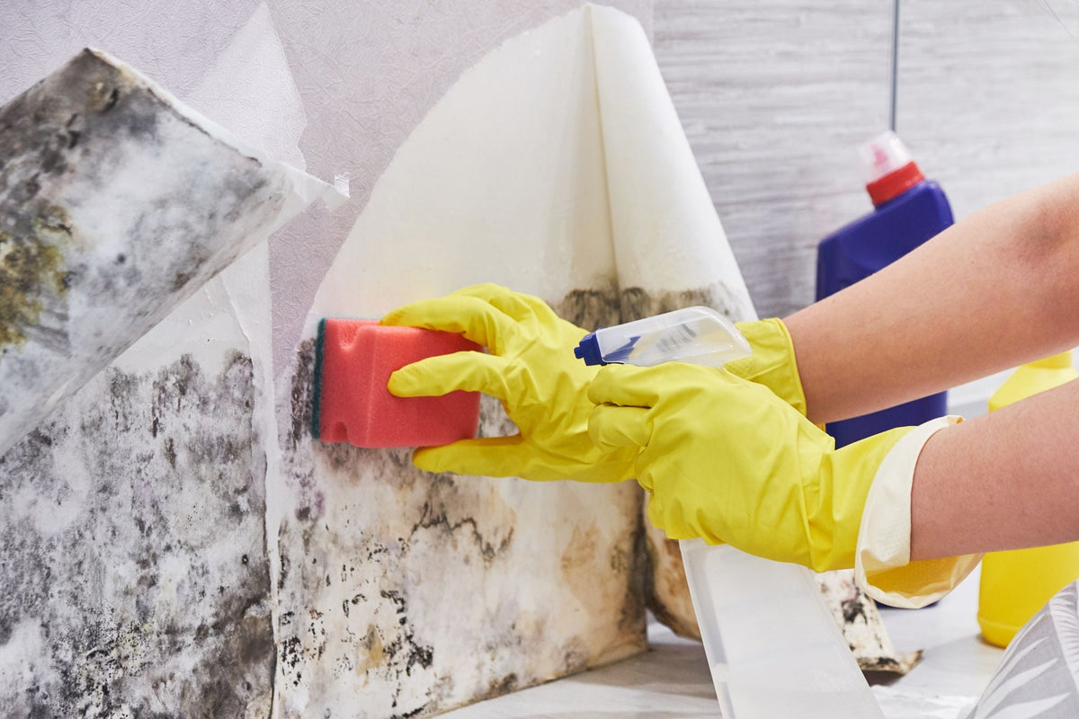 How to Remove Moss, Mould & Mildew from Exterior Surfaces
